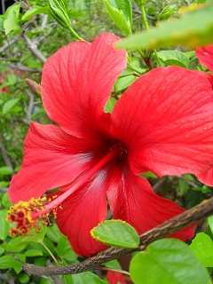 Hibiscus Camdenii